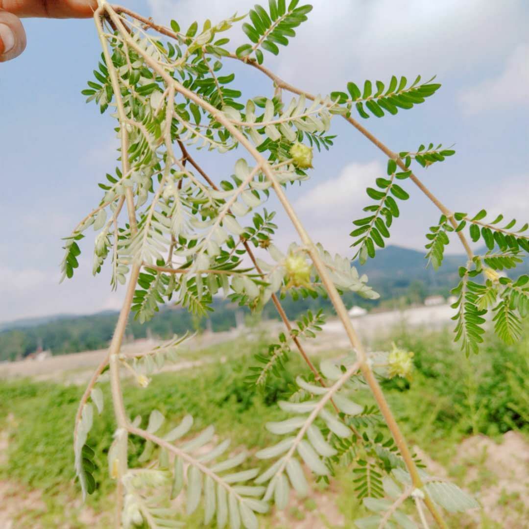 伟博新鲜蒺藜刺白蒺子蒺藜秧整颗全草中药材三角刺野菱角批半斤新鲜