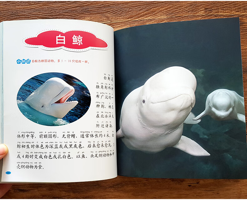 海洋动物百科大全书 海洋生物百科全书幼儿海洋动物书海底世界儿童
