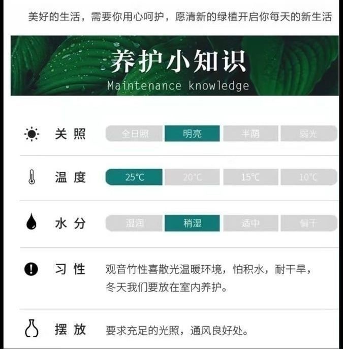 水培观音竹四季常青 绿植环保室内清新净化空气盆栽吸甲醛防辐射 白色观音竹3支+瓶
