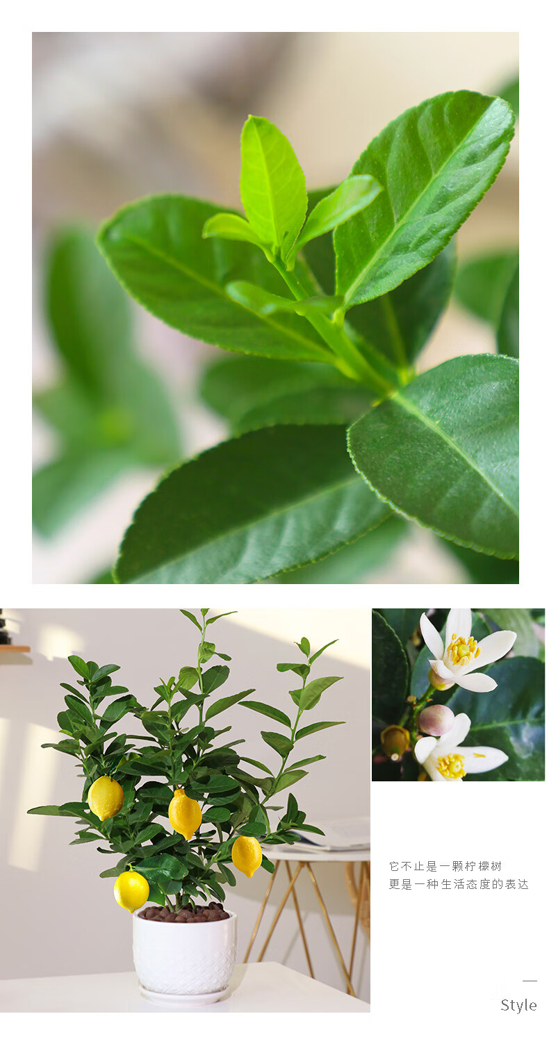 嘉瑰香水柠檬树盆栽室内花卉绿植好养易活四季常青可结果食用老桩树苗