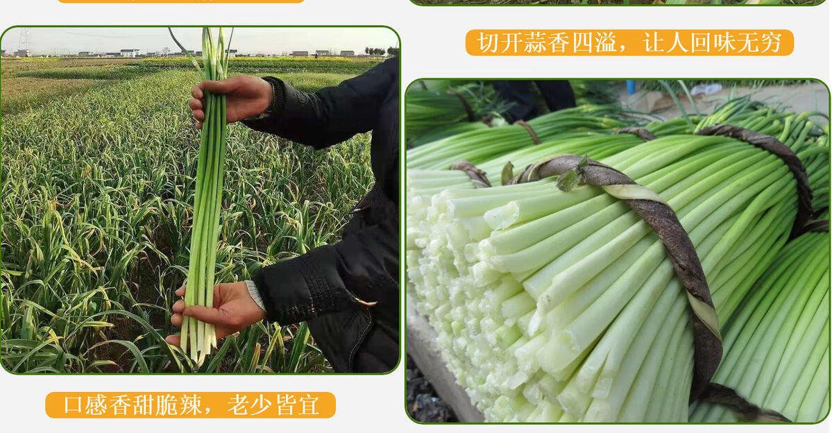 鲜嫩蒜薹无老皮 嫩脆小蒜苔5斤【苍山白帽 苍山白帽口感好 就是