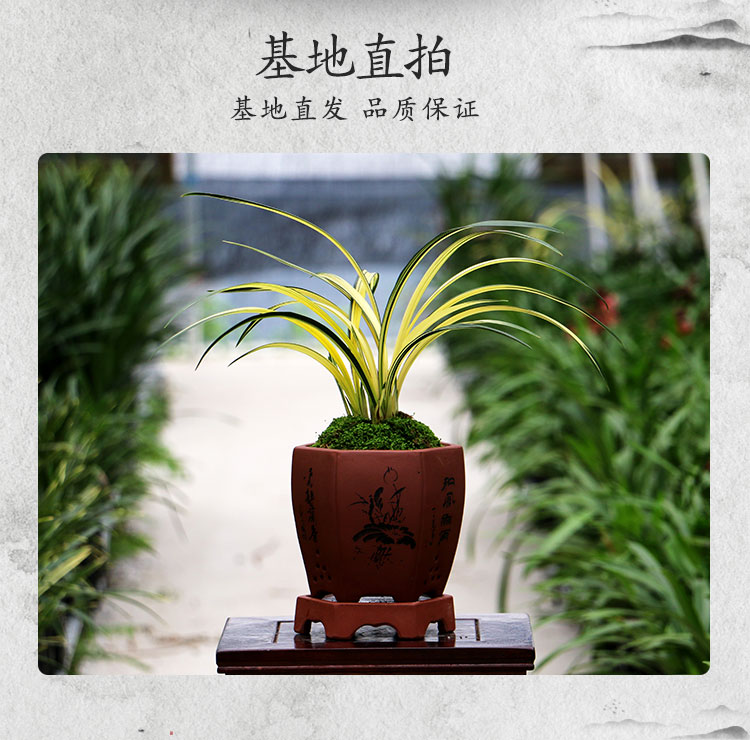 00g店铺:东淼农资专营店商品编号:10036164843229商品名称:多瑙梦苗