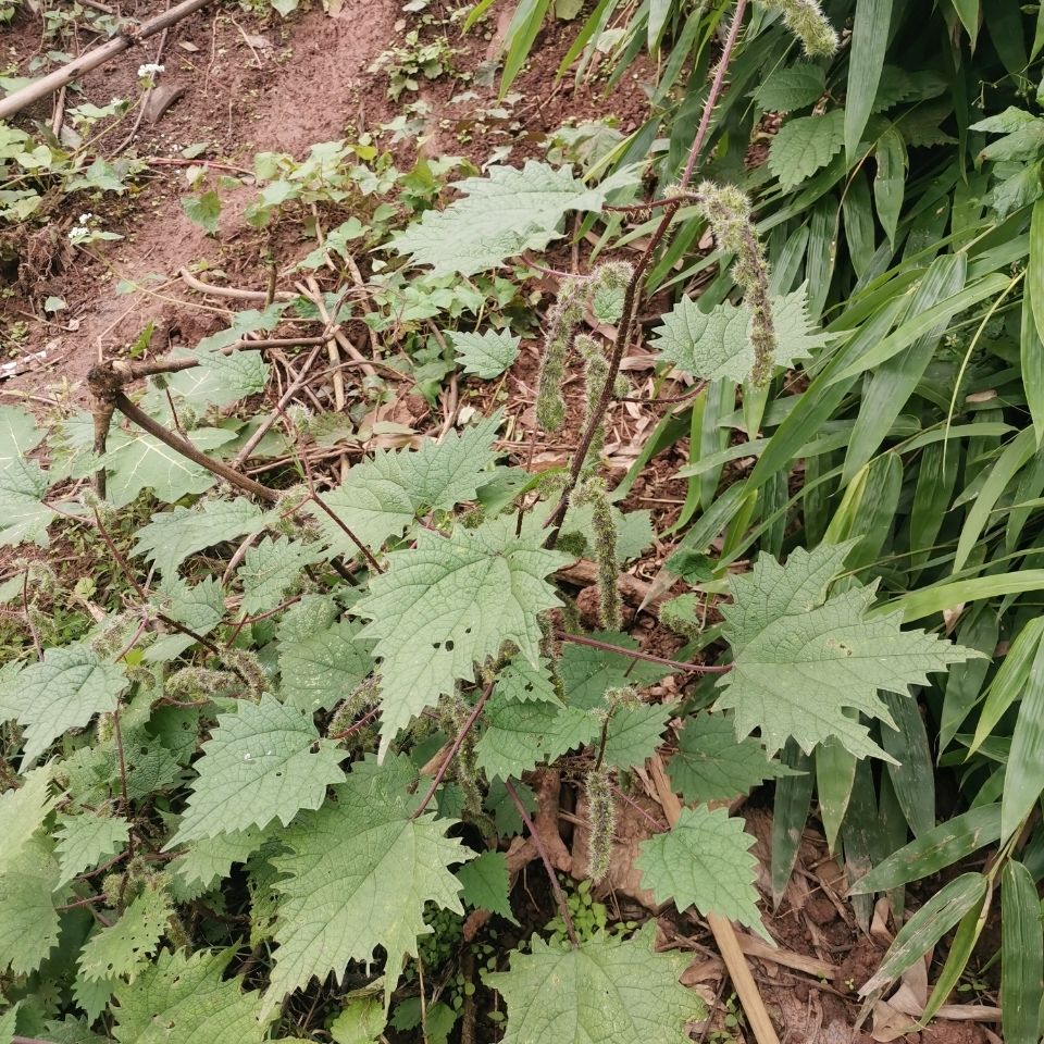 新鲜野生红杆荨麻草红活麻红霍麻草咬人草白豁麻绿杆荨麻草干货纯根