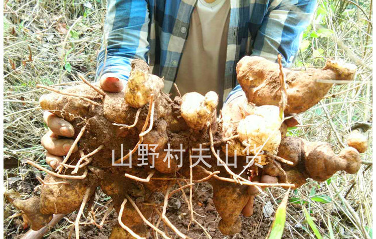 伟博纯野生新鲜黄精老虎姜鸡头滇黄精煲汤九蒸九晒补品益肾野生新鲜