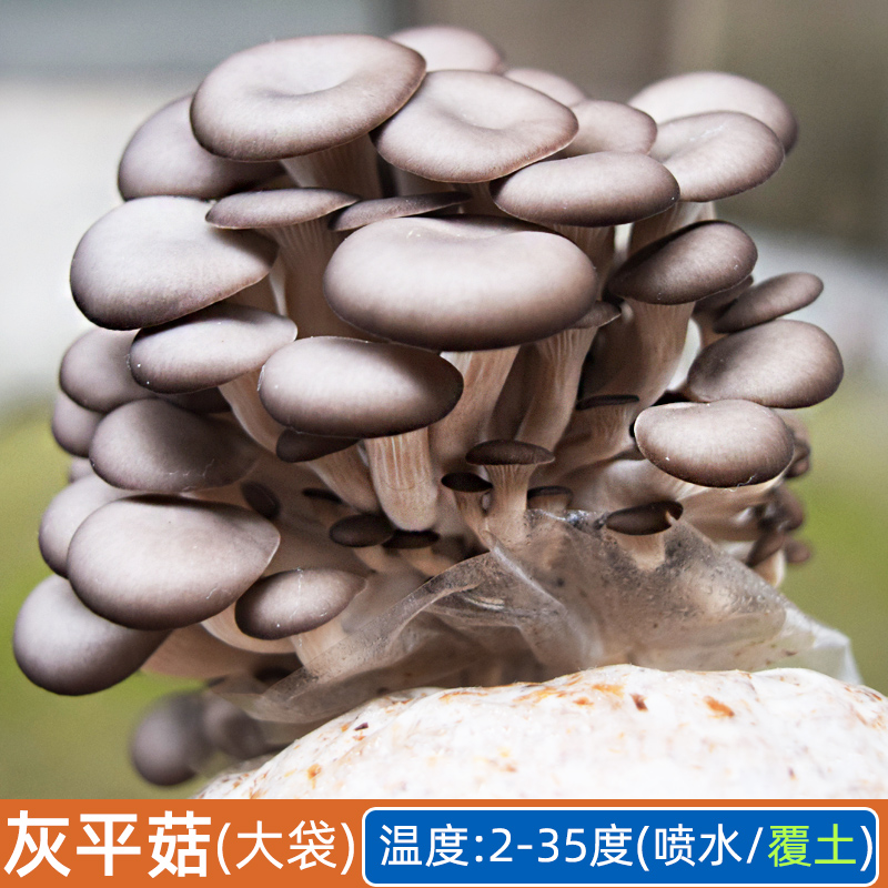 适用于hqc蘑菇种植包平菇蘑菇菌包菌种菌菇种植包家庭四季阳台种植采