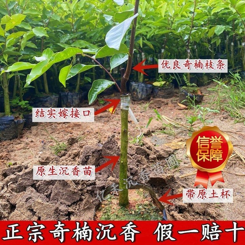 白奇楠沉香树苗木电白正宗一代珍贵树种嫁接沉香苗圃盘栽庭院种植