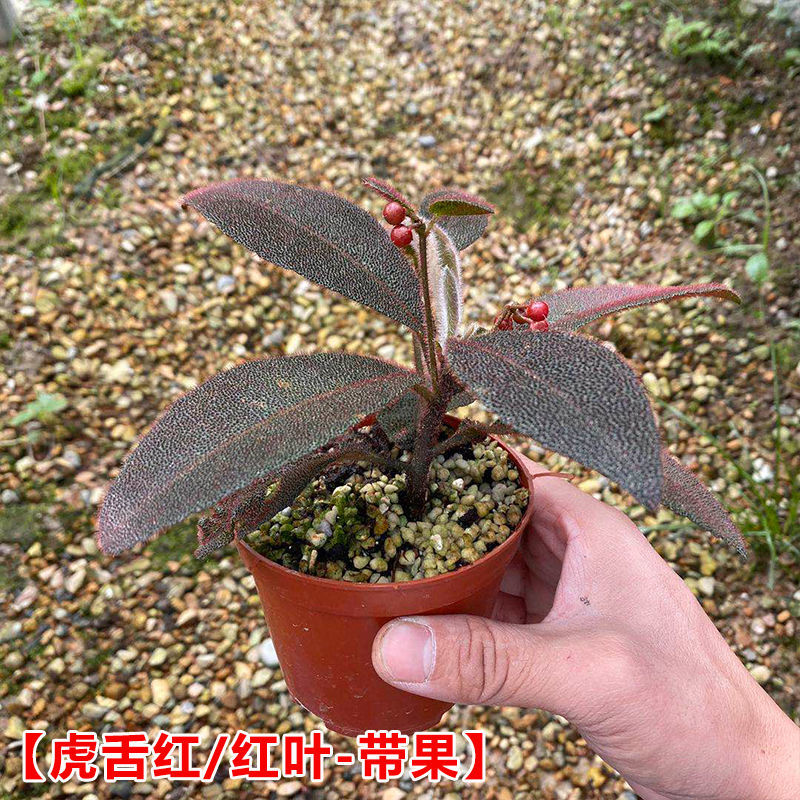 办公室观赏室内小盆栽植物花卉耐阴植物绿植雨林缸造景虎舌红红叶带果