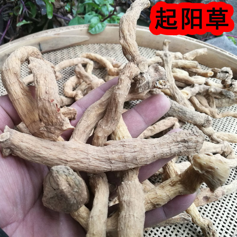 伟博起阳草 新品 起阳草 云南苗家特产 中药材 药酒料