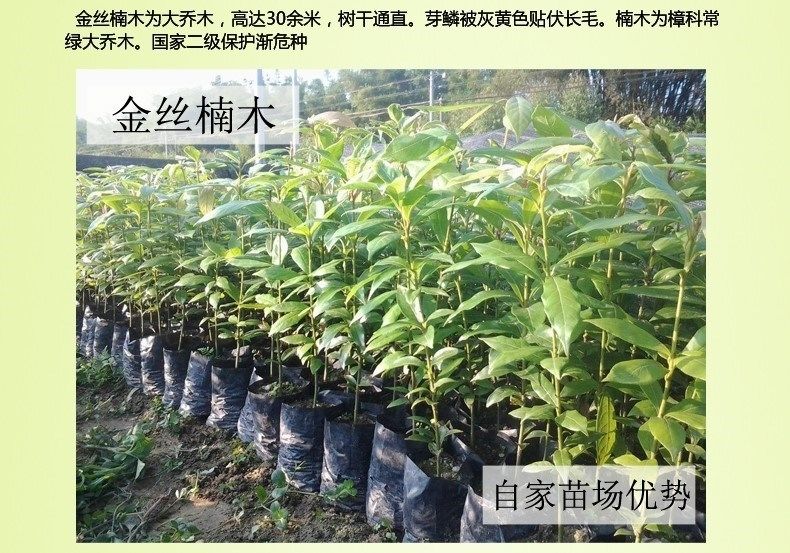四大名木之首 正宗金丝楠木苗基地直销小叶桢楠树苗金丝楠木苗珍稀
