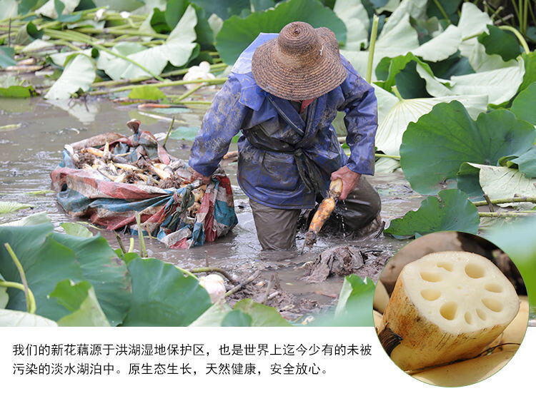 湖北洪湖莲藕煲排骨汤粉藕新鲜现挖凉拌藕片脆藕面藕青泥巴新花藕【8