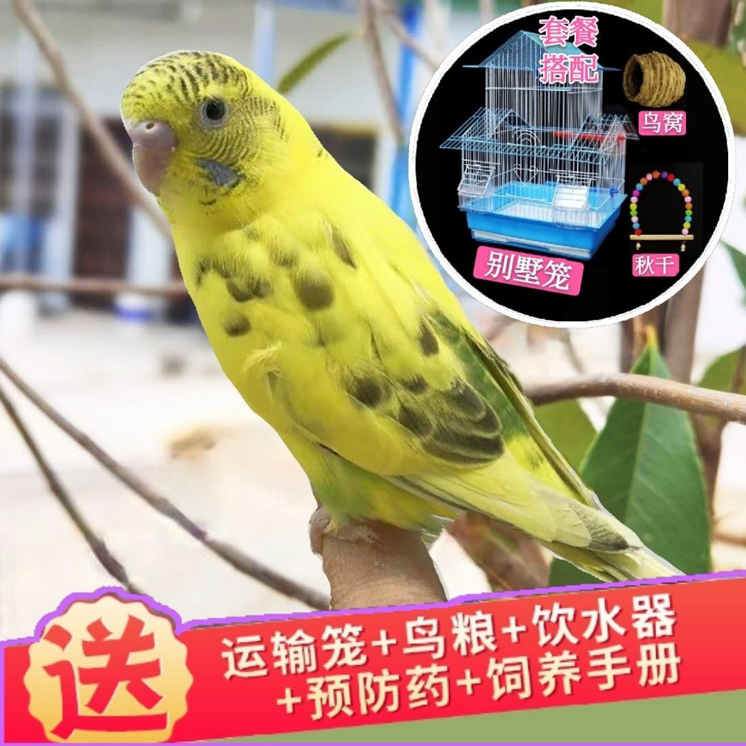玄凤鹦鹉活鸟虎皮鹦鹉观赏鸟说话鸟小鸟活物鸟类活体家养鸟宠物鸟虎皮