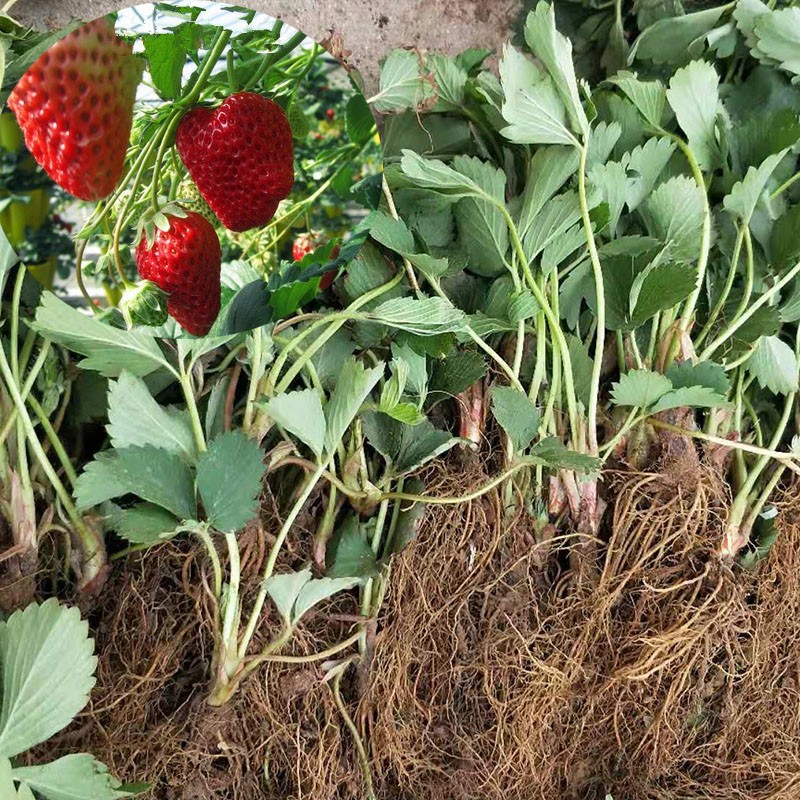 民汇园草莓苗 盆栽草莓苗子水果苗奶油草莓苗个大味甜