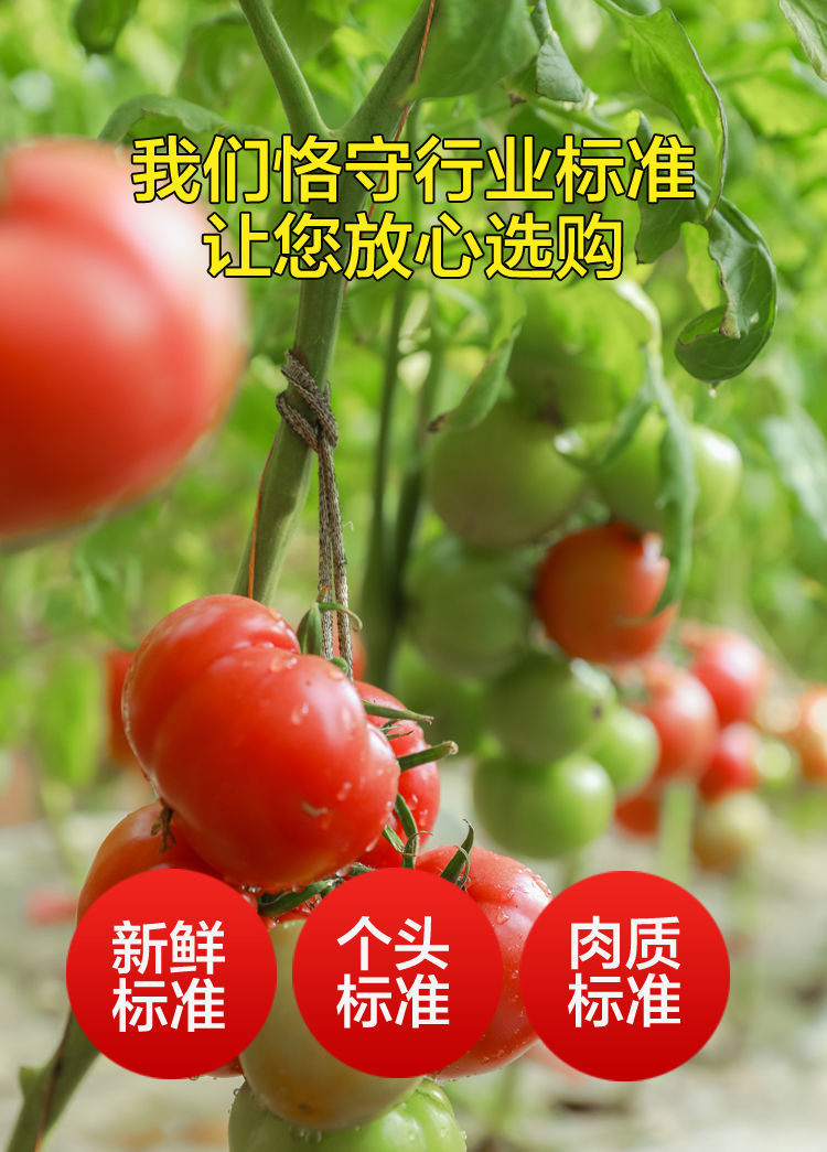 陕西泾阳普罗旺斯水果西红柿番茄现摘水果沙瓤新鲜洋柿子 普通3斤装