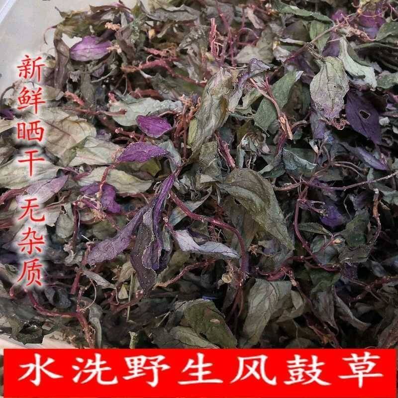 风柜斗草新晒野生干品正宗风鼓草风谷草风骨草槠头红煲汤煮水特级野生