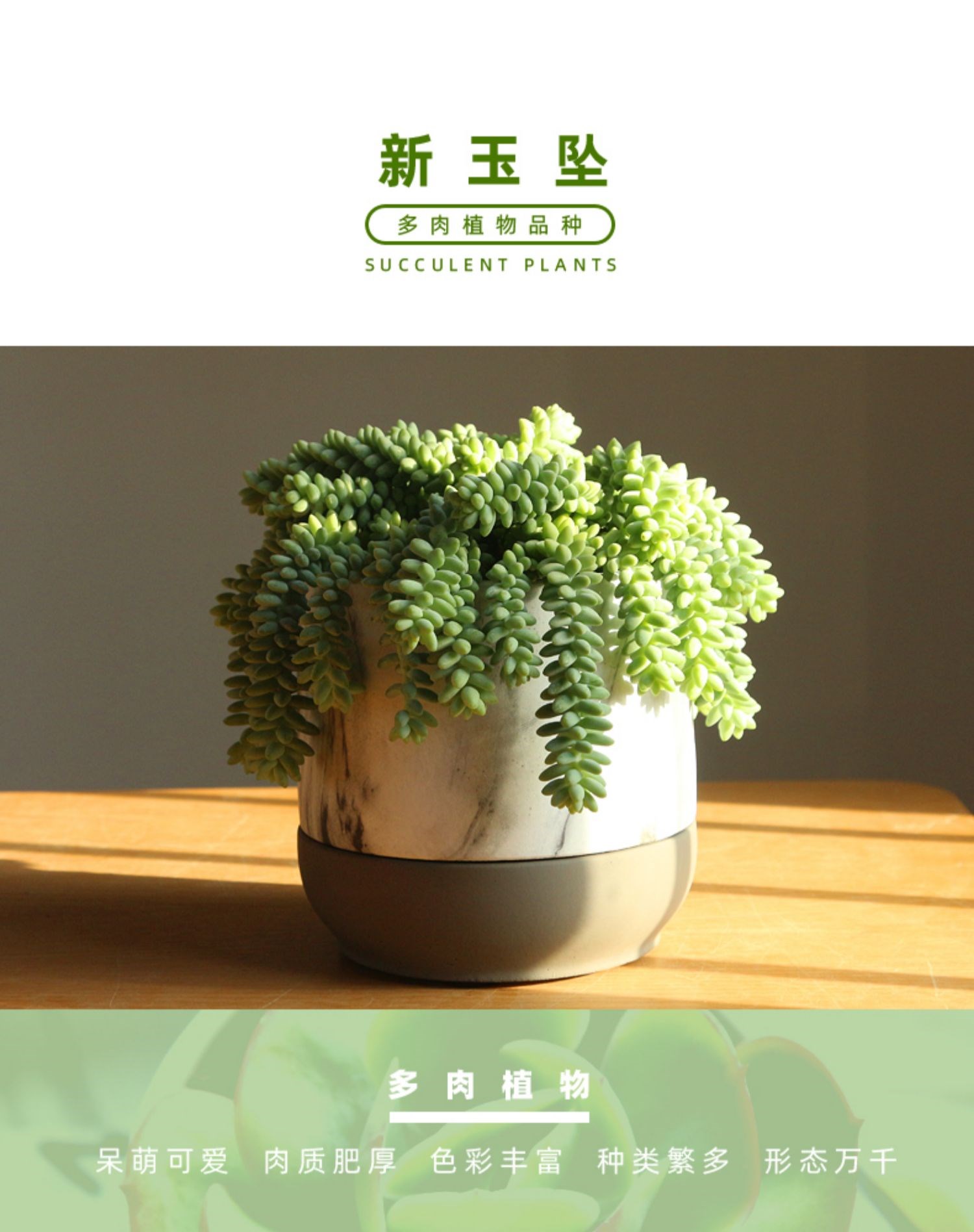 麦桑荷镜绿新玉坠垂吊款蔓延盆外多肉植物成品盆栽萌肉肉花卉桌面绿植