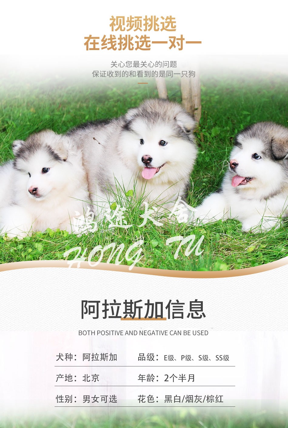 哪里出售阿拉斯加雪橇犬