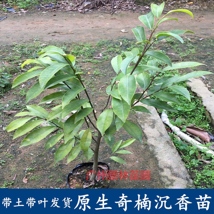 正宗奇楠沉香树苗嫁接奇楠沉香小苗南方北方种植盆栽常绿名贵苗木