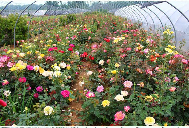 麦桑荷大花品种月季花苗盆栽地栽灌木月季庭院花坛花卉园林植物绿化