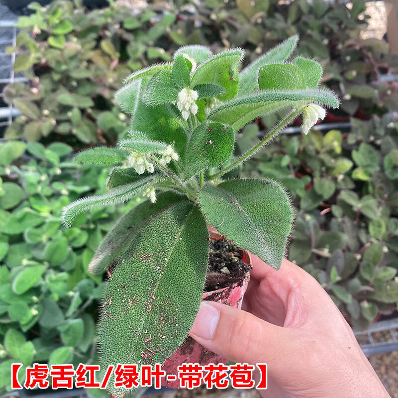 涞思芊轻奢芊阙虎舌红带果办公室观赏室内小盆栽植物花卉耐阴植物绿植