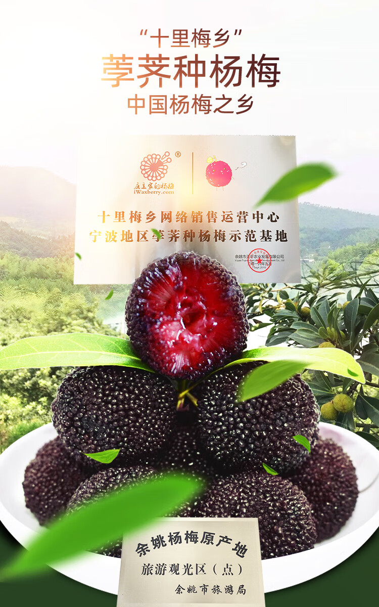 新鲜杨梅黑甜余姚慈溪荸荠种黑炭东魁杨梅原种孕妇水果现摘现发 1600g