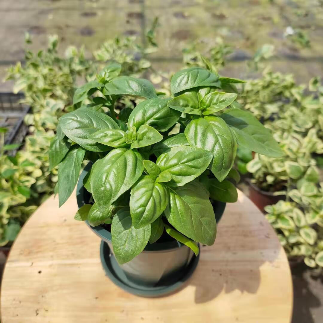 芊阙*轻奢芊阙意大利大叶甜罗勒香草新鲜绿植盆栽清新基地直销 意大利