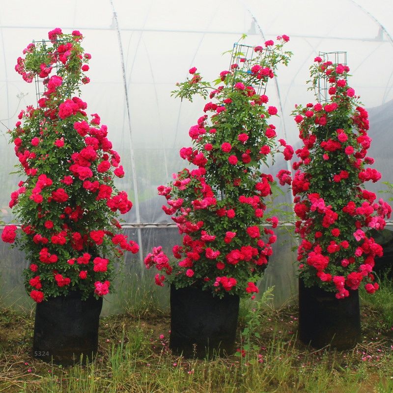 甜蜜红木香花苗爬藤植物浓香四季室内全年开花很香的黄白木香花苗