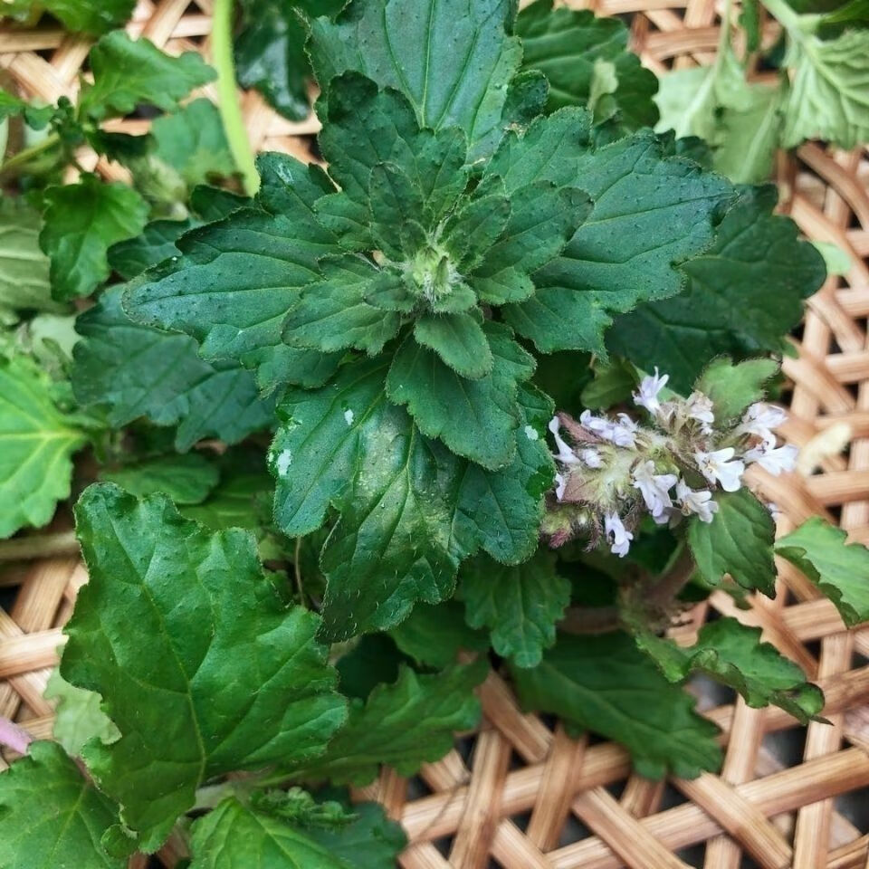 伟博新鲜野生青草药苦地胆筋骨草龙胆苦草风轮菜白毛夏枯草500g一斤