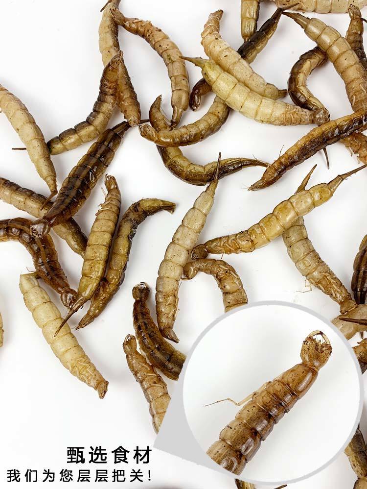 伟博新鲜冷冻大个金边龙虱幼虫非水老鳖水龟子射尿龟成虫食用昆虫生鲜