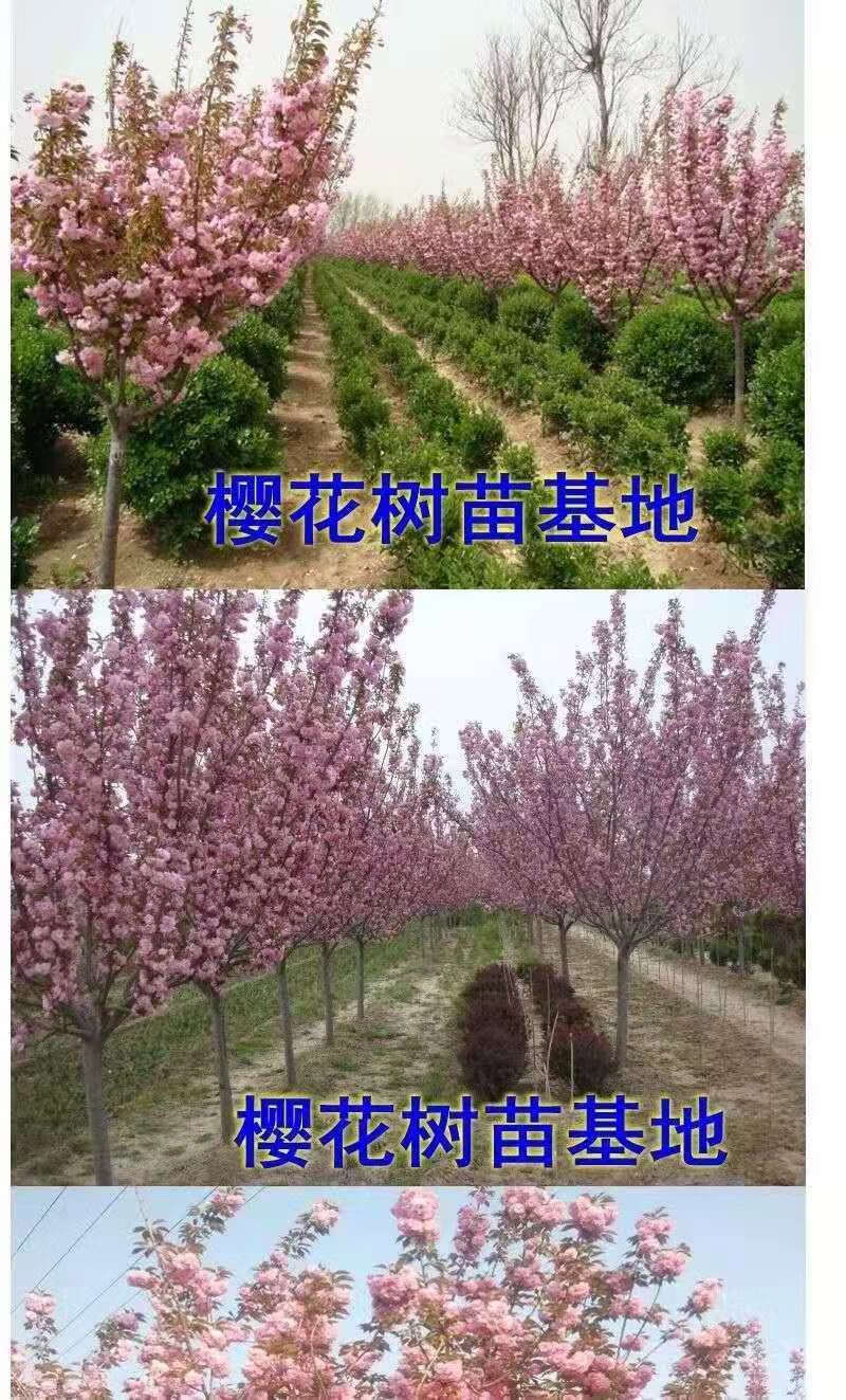 树苗日本樱花苗嫁接早樱晚樱樱花小苗庭院树苗绿化苗木樱桃 广岛恋人