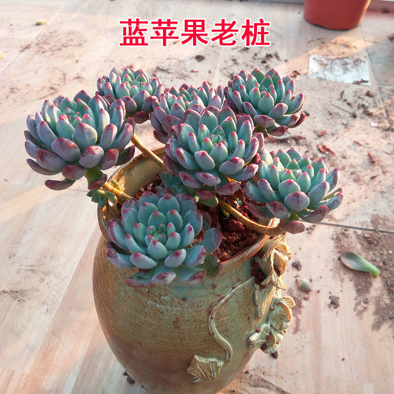 多肉植物多肉黄花照波开花肉肉群生老桩 雅乐之舞锦9cm 手工粗陶盆