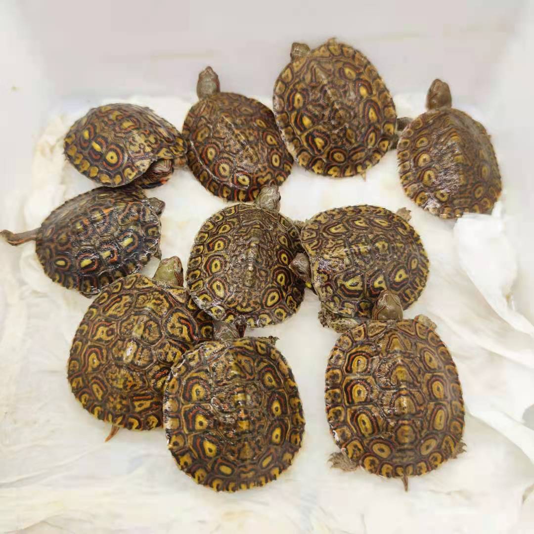 泽西的龟油彩木纹龟洪都拉斯陆养素食菜龟半水龟宠物龟乌龟 全品