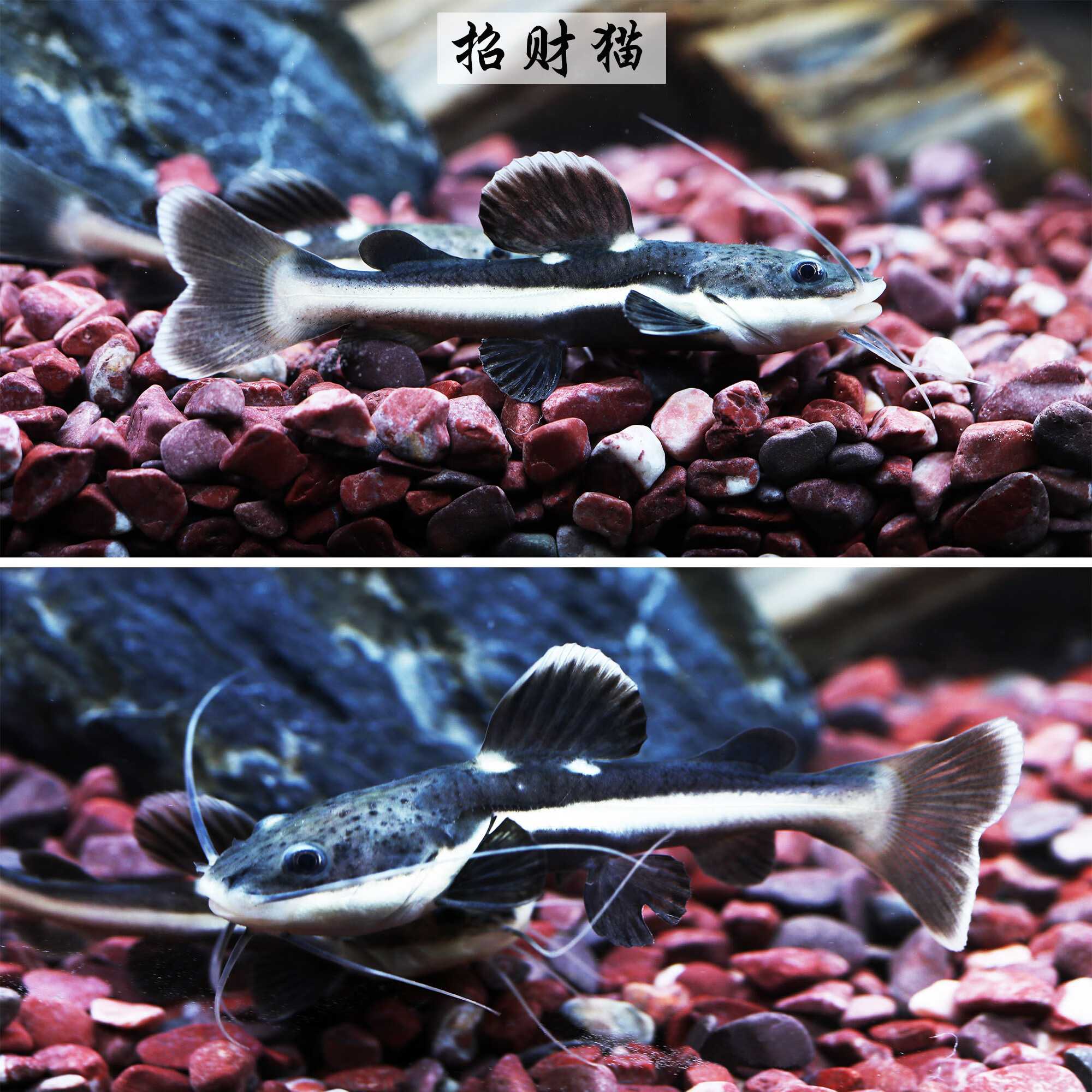 招财猫鱼红尾鲶鱼活金丝猫鱼体狗仔鲸鱼大型热带观赏鱼底层鱼包活