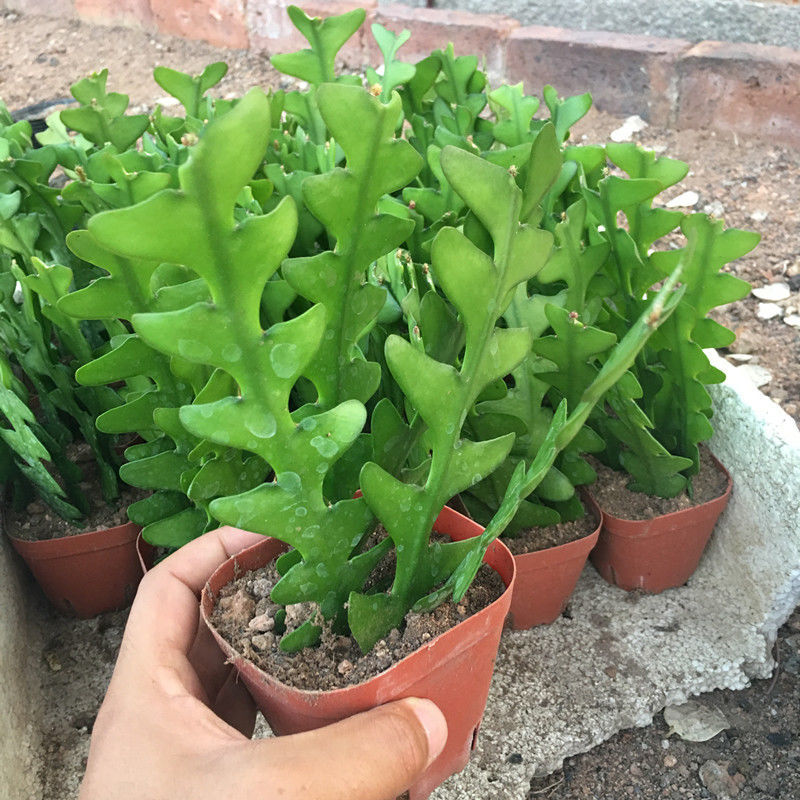 轻奢芊阙鱼骨令箭多肉植物ins风网红绿植盆栽 卷叶昙花一颗 裸根发货