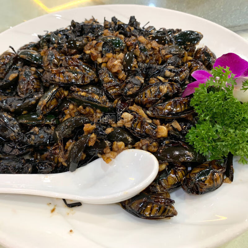 伟博水蟑螂金边龙虱鲜活水鳖虫活体食用水甲虫水曱由药材水老鳖盖大螂