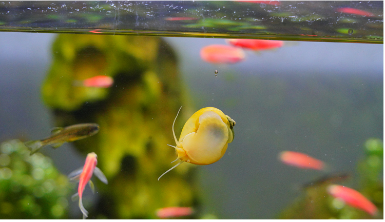 吃鱼屎粪便垃圾水族活体宠物蜗牛黄金紫纹苹果螺马来螺斑马螺清洁除藻