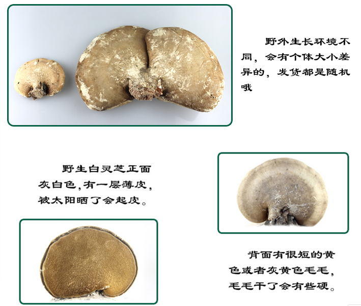 伟博长白山野生白灵芝 白边 白玉灵芝 白桦树灵芝 桦剥孔菌 产地 切片