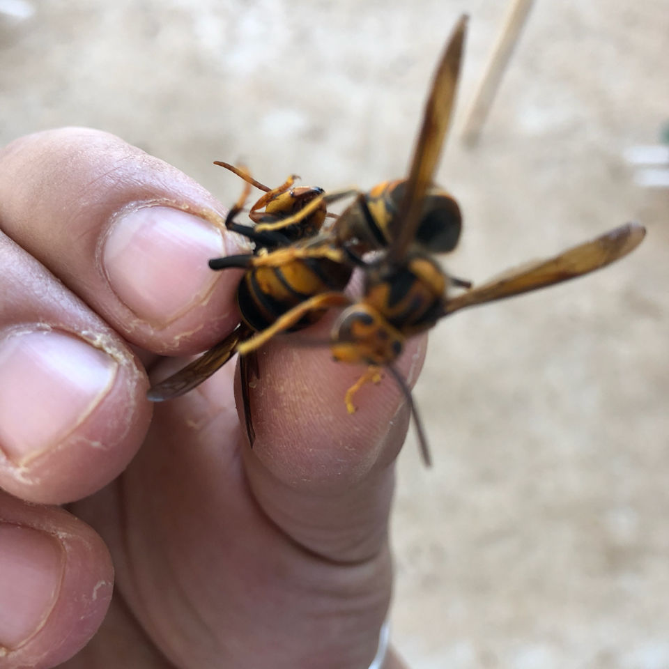 伟博黄脚王胡蜂王葫芦蜂王马蜂王包活10只冬醒 交配好