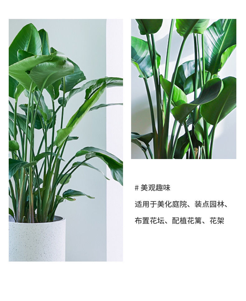盆栽室内大型绿植客厅大植物花卉网红大天堂鸟绿植好养新品 温馨提示