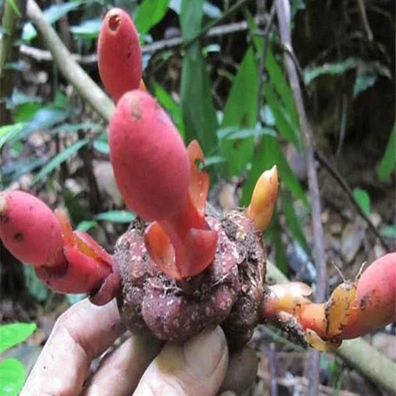 正宗云南野生回春草不老草顶天柱泡酒料锁阳肉苁蓉秘鲁黑玛卡片回春草