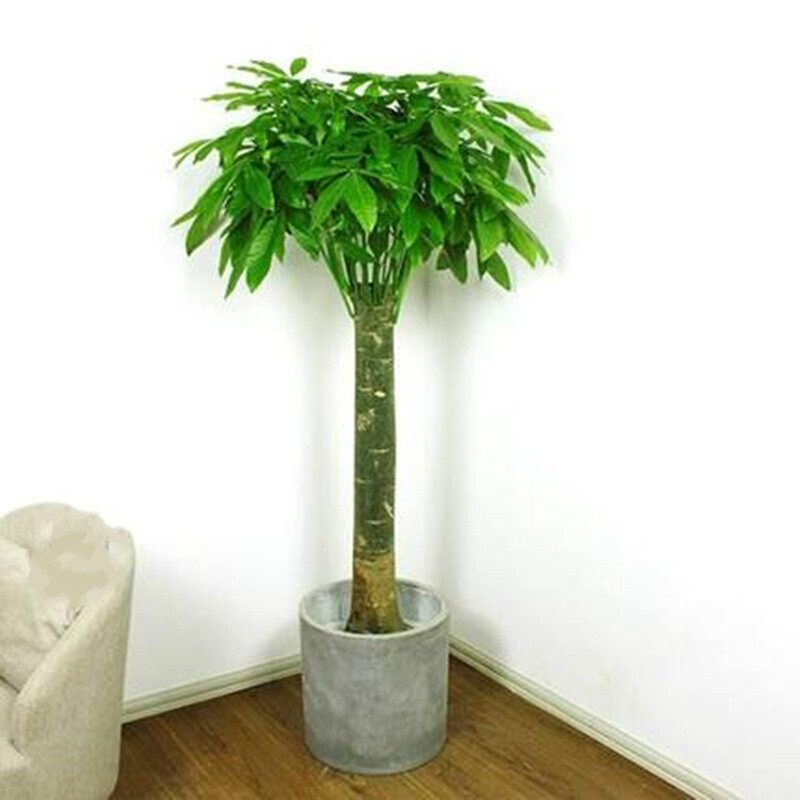 适用空间:阳台,客厅,书房是否含花盆:含盆类别:观叶植物品种:发财树