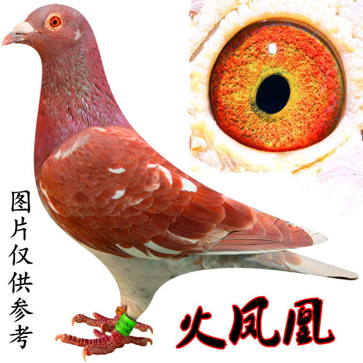 火凤凰鸽子活体一对红雨点瓦灰麒麟花信鸽大鼻子种鸽幼鸽青年瓦灰小