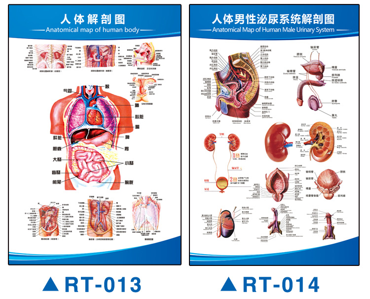 人体解剖图结构示意图内脏器官喉部解剖图医院耳鼻喉解剖图挂图 主图