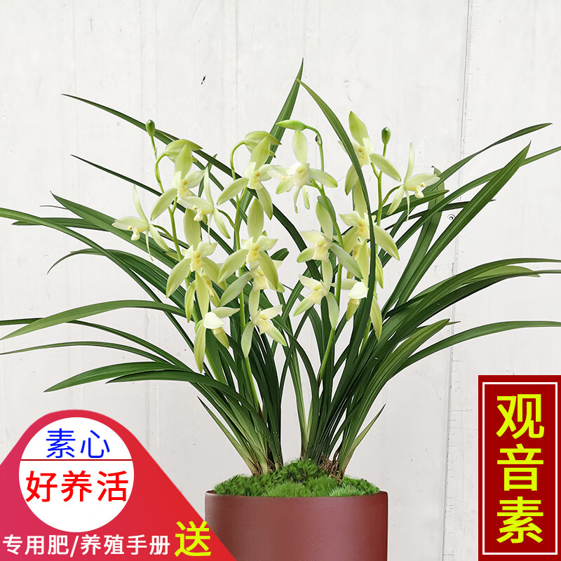 四季开花建兰荣华富贵 好养浓香花卉室内外绿植盆栽 香香素心3苗加盆