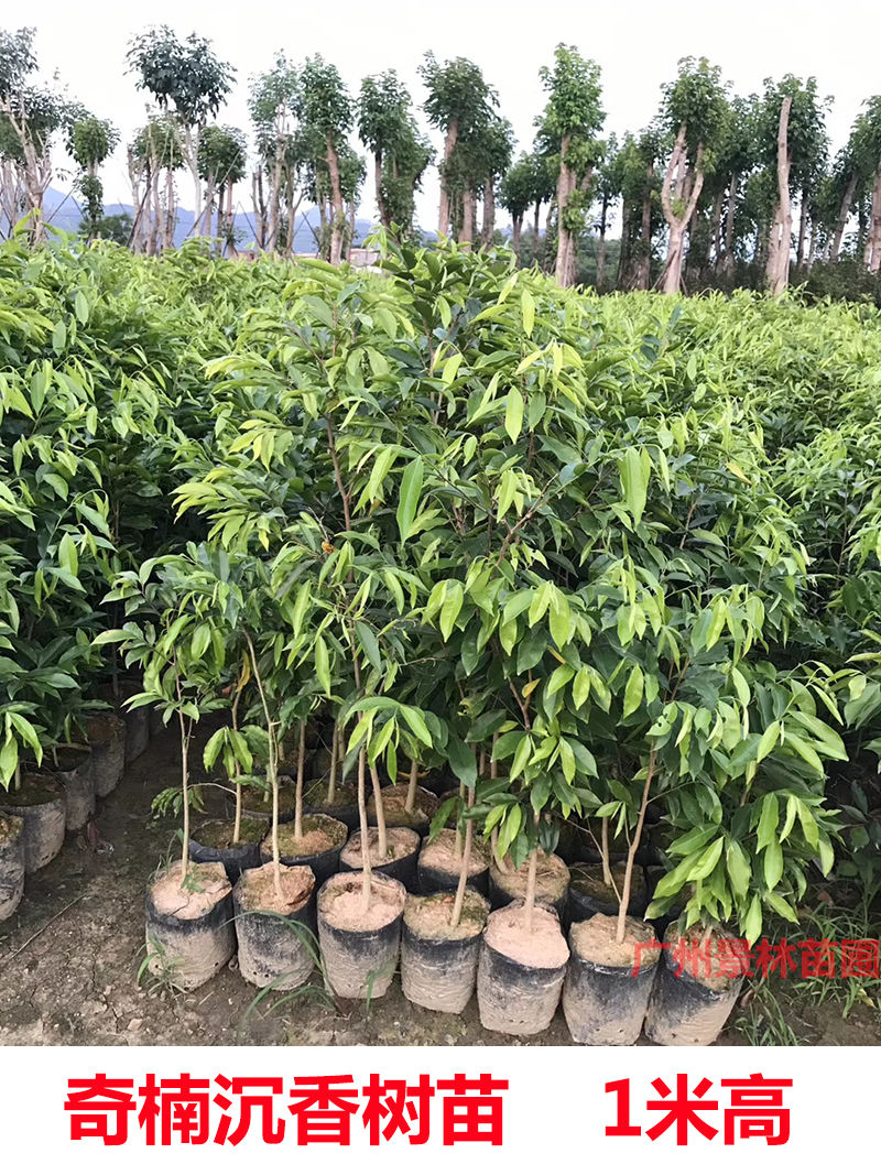 正宗奇楠沉香树苗嫁接奇楠沉香小苗南方北方种植盆栽常绿名贵苗木