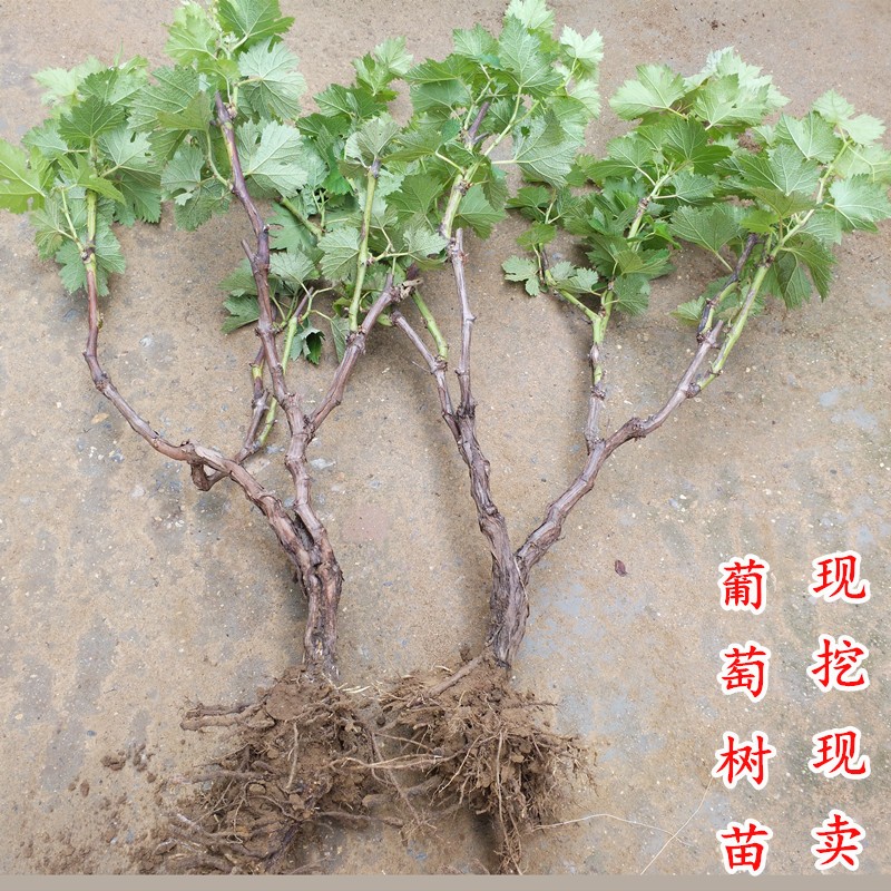 盆栽葡萄苗果树苗爬藤南方北方种植耐寒葡萄苗玫瑰香当年结果葡萄苗