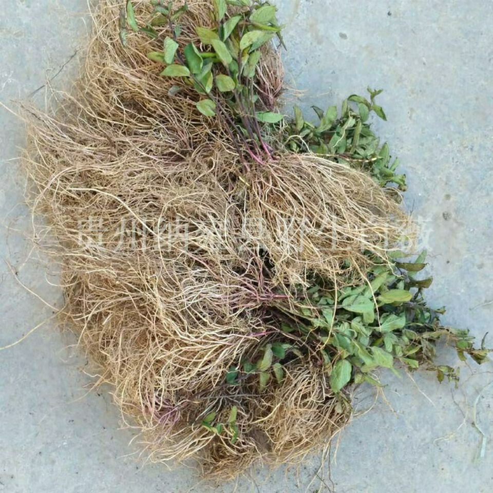 伟博中草药材白薇草贵州省草白马薇白前老君须针线包产地直发嘉万滋补
