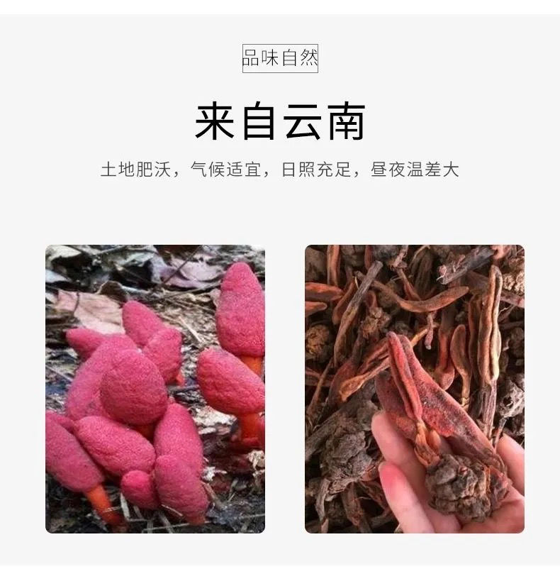 [] 回春草 不老草草苁蓉云南野生回春草肾男性滋补泡茶泡酒 回春草100