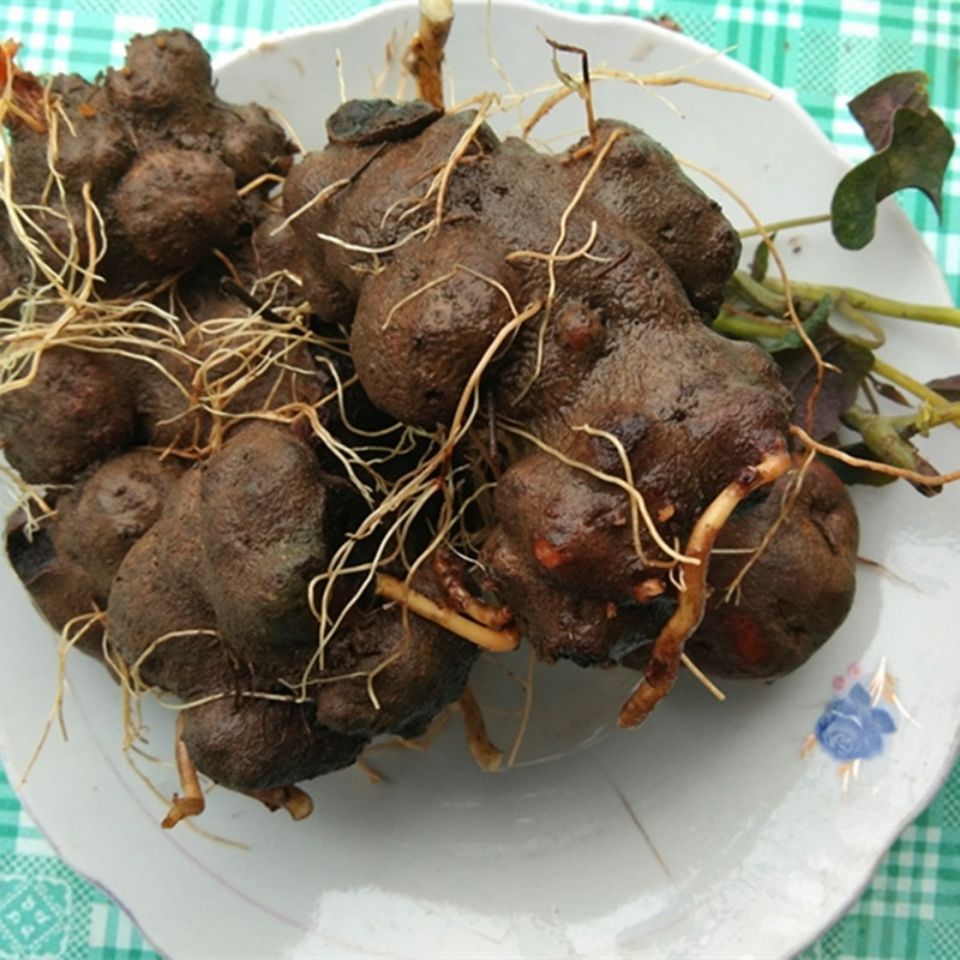 伟博贵州中草药新鲜背蛇生500克中药材九月生白蛇胆朱砂莲躲蛇生原药