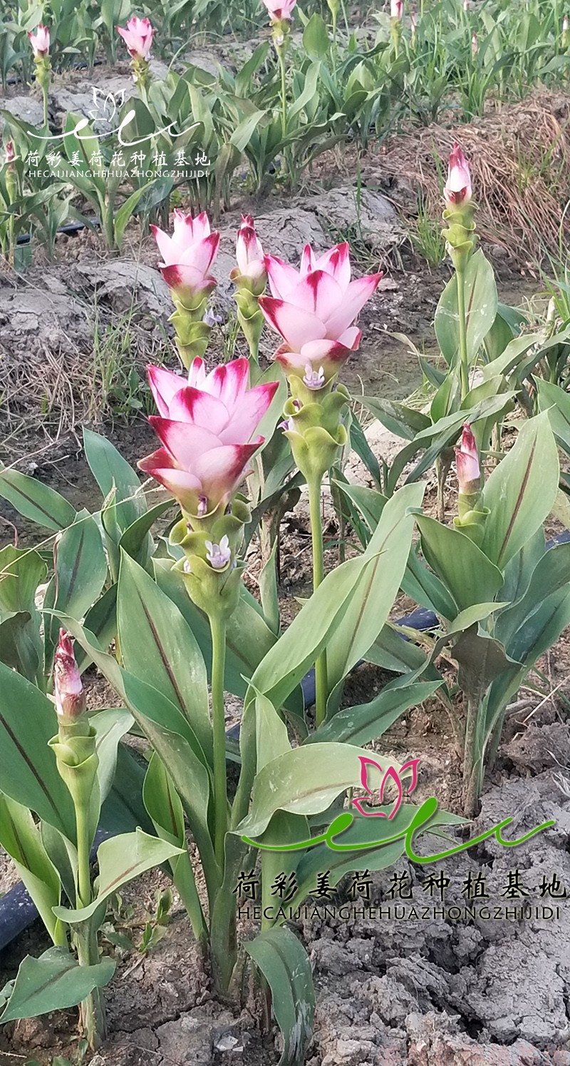 麦桑荷姜荷花种球块根多年生蝴蝶花根花卉耐寒室内外盆栽夏季植物花期