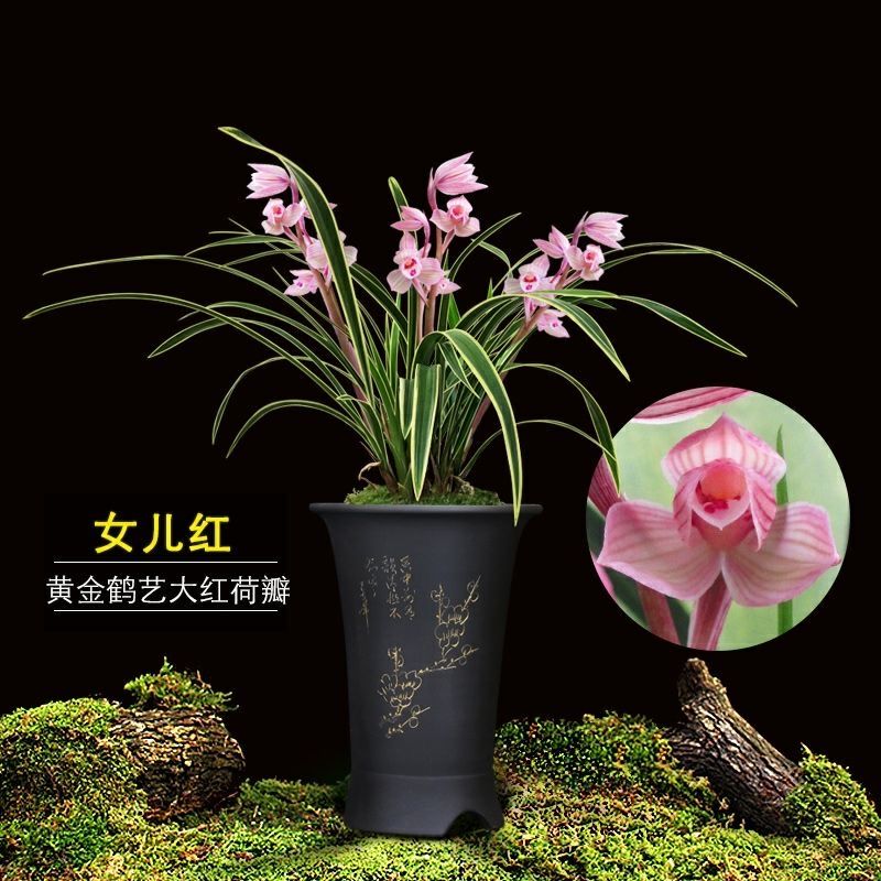 金边兰花矮种四季兰艺草兰花建兰浓香型兰花室内绿植盆栽好养金边妖姬